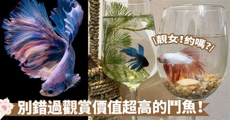 家裡可以養鬥魚嗎|鬥魚飼養新手必學！掌握9大秘訣，享受養鬥魚的樂趣